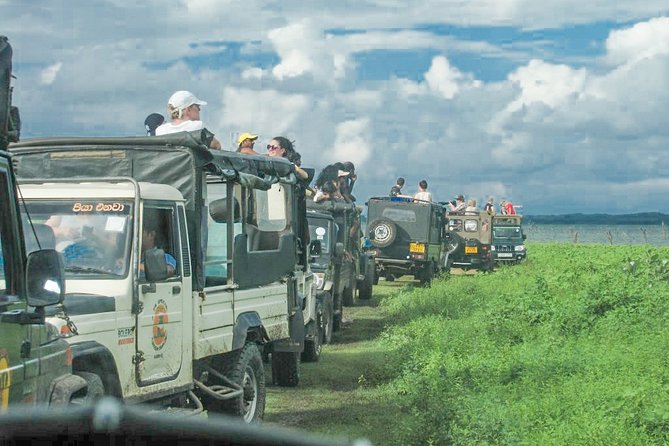 Wild Elephant Safari in Minneriya National Park - The 3-hour flow: how the drive typically unfolds inside Minneriya