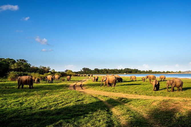 Wild Elephant Safari in Minneriya National Park - Price and entrance fees: getting value without surprises