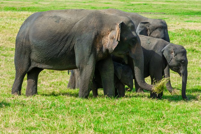 Wild Elephant Safari in Minneriya National Park - Pickup, group size, and who this safari fits best