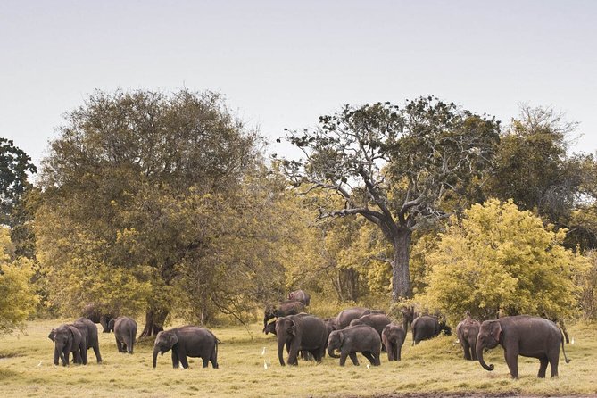 Wild Elephant Safari in Minneriya National Park - Private Jeep details: 4x4 comfort, up to 6 riders, and rollaway open-top viewing
