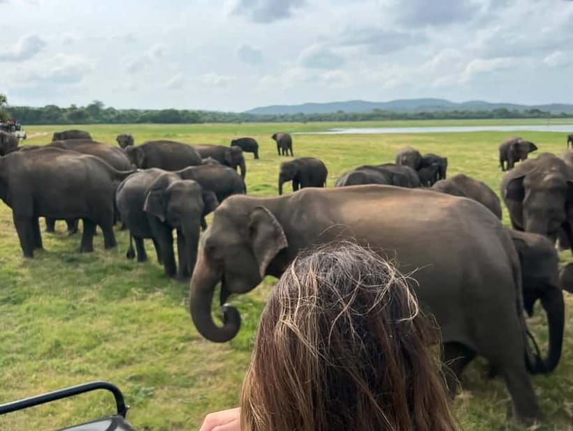 Wildlife experience at Minneriya National Park Safari - Key highlights at a glance