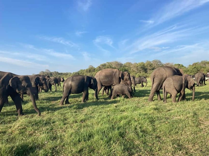 Wildlife experience at Minneriya National Park Safari - Why the Minneriya elephant gathering is the whole point