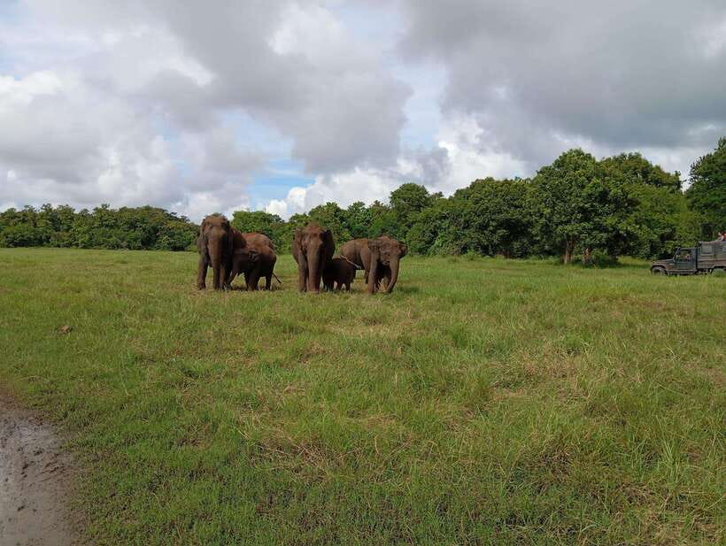 Wildlife experience at Minneriya National Park Safari - Grasslands, forests, and wetlands: what that mix means for your sightings