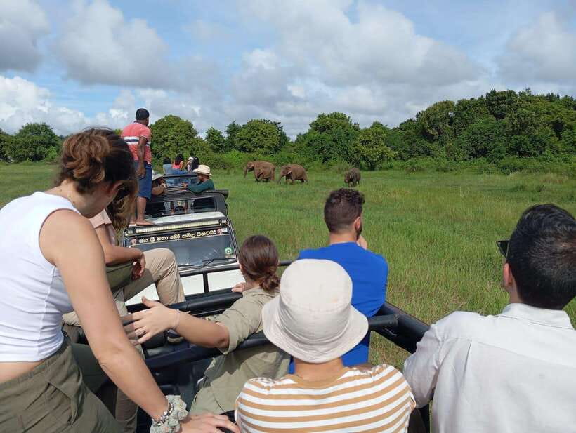 Wildlife experience at Minneriya National Park Safari - What wildlife and birds you can realistically expect