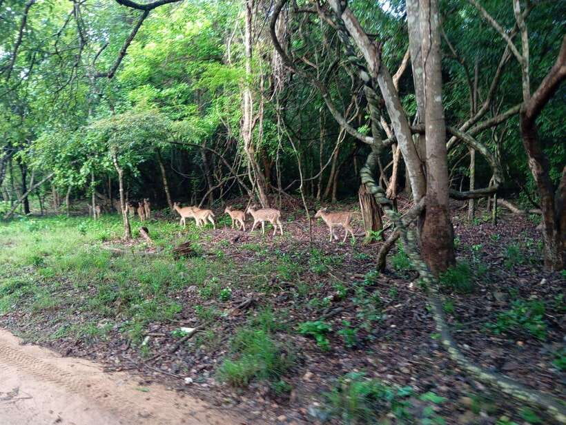 Wildlife experience at Minneriya National Park Safari - What to bring so the safari feels easy