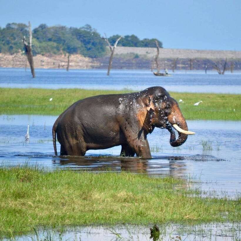 Wildlife Safari at Kaudulla National Park - Should you book the Kaudulla wildlife safari with Shan?