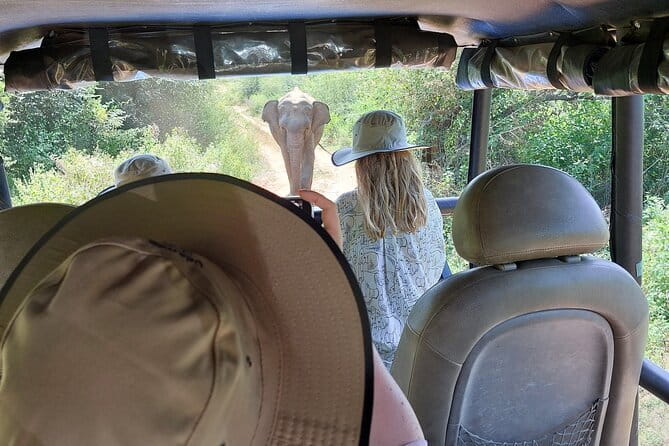 Wildlife Safari Yala National park - What Animals and Birds You Can Expect to Spot
