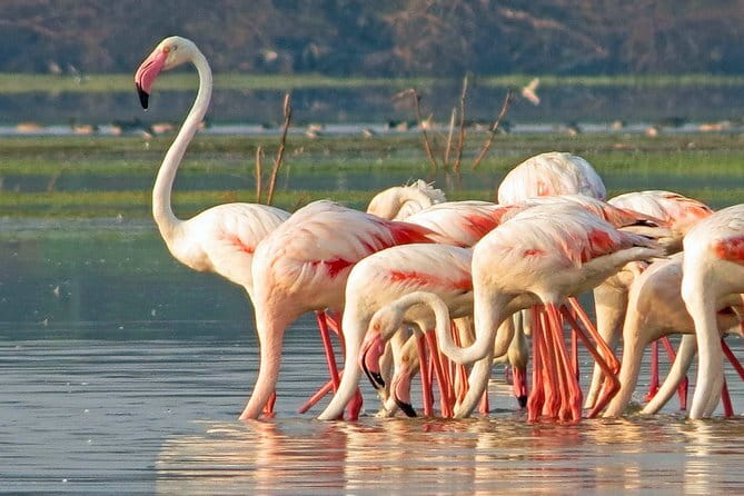 Wildlife Safari Yala National park - Weather, Timing, and Keeping Expectations Healthy