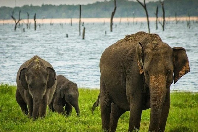 Wildlife Sri Lanka Tour 10 Days - Day 3: Minneriya Jeep Safari—why this park is on most lists