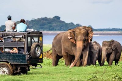 Wildlife Sri Lanka Tour 10 Days - Day 2: Wilpattu National Park wildlife focus, then the road to Sigiriya