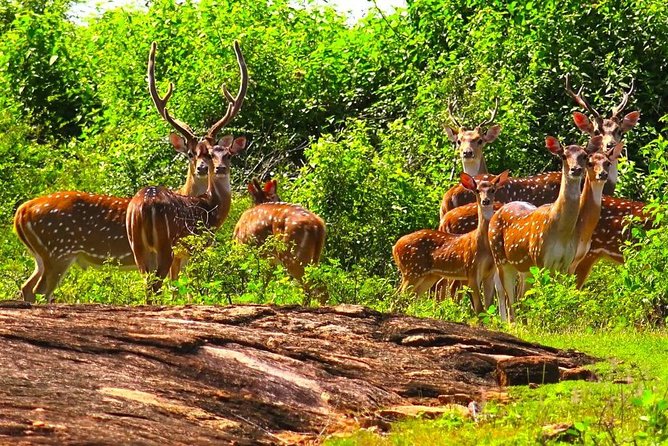 Wildlife Sri Lanka Tour 10 Days - Day 7: Horton Plains National Park at 2,100–2,300 meters