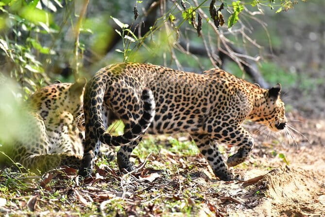 Wilpattu Half Day Safari From Anuradhapura - Key highlights you’ll care about