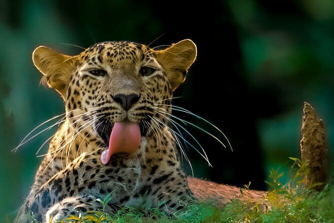 Wilpattu Half Day Safari From Anuradhapura - Why Wilpattu is so good for leopard spotting