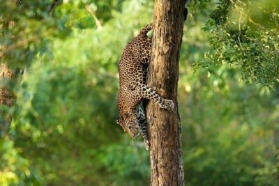 Wilpattu Half Day Safari From Anuradhapura - Getting to the park: the early jump from Anuradhapura