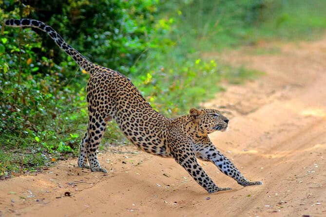 Wilpattu Half Day Safari From Anuradhapura - What you might see besides leopards