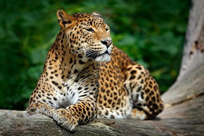 Wilpattu Half Day Safari From Anuradhapura - Organization matters: how to judge a leopard safari operator