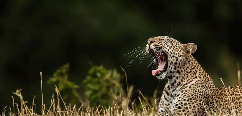 Wilpattu: Jeep Safari Day Tour From Sigiriya - Key highlights at a glance
