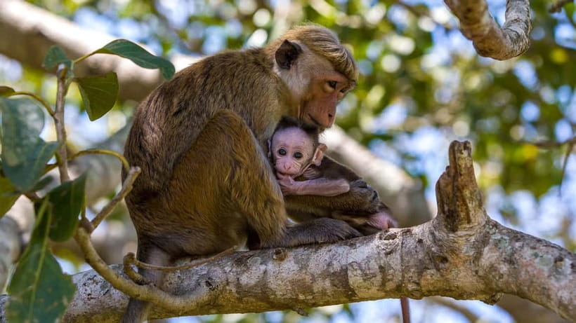 Wilpattu: Jeep Safari Day Tour From Sigiriya - Sigiriya to Wilpattu: what this day trip is really like