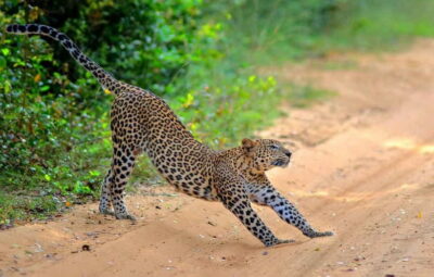 Wilpattu: Jeep Safari Day Tour From Sigiriya - Your transfer in an A/C vehicle (and why it matters)