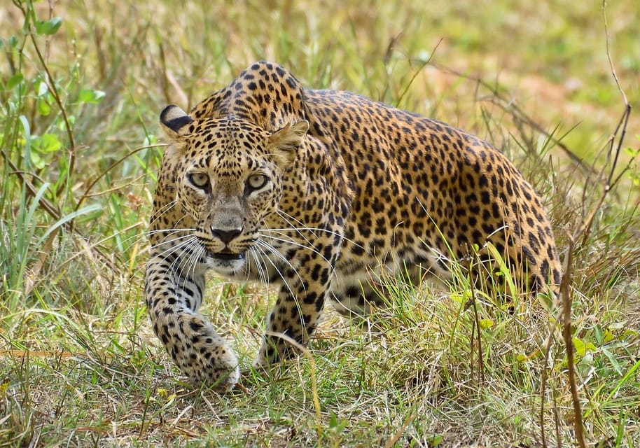 Wilpattu: Jeep Safari Day Tour From Sigiriya - The tracker and guide: your best tool for spotting wildlife