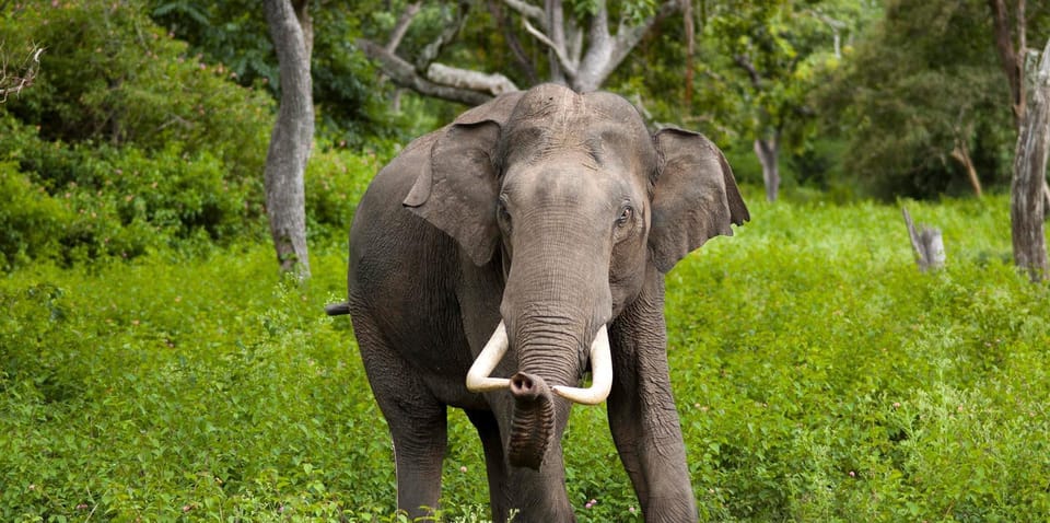 Wilpattu: Jeep Safari Day Tour From Sigiriya - Wildlife watch: what you should keep your eyes on
