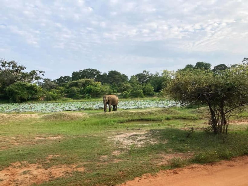 Wilpattu: Jeep Safari Day Tour From Sigiriya - Price and value: is $110 a good deal?