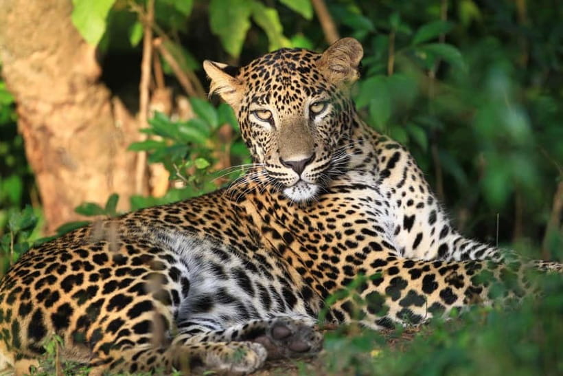 Wilpattu: Jeep Safari Day Tour From Sigiriya - Practical considerations before you go