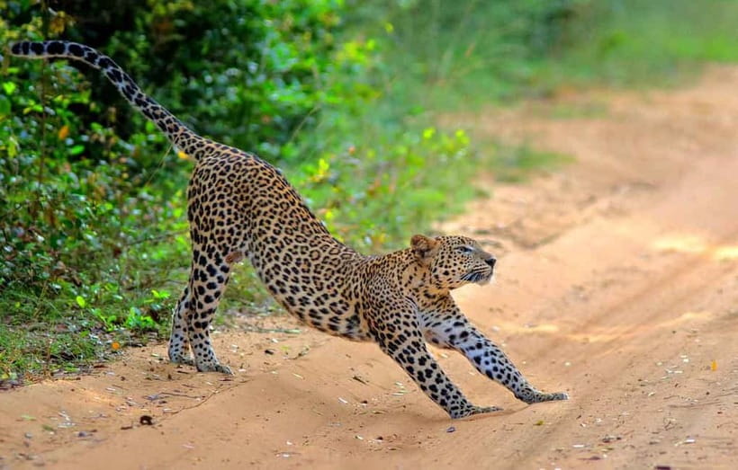 Wilpattu: Jeep Safari Day Tour From Sigiriya - Your transfer in an A/C vehicle (and why it matters)