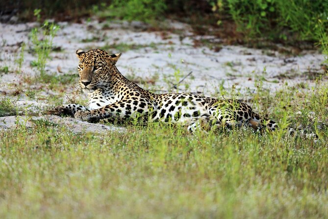 Wilpattu National Park 4-Hours Safari | with Naturalist - Key highlights worth your attention