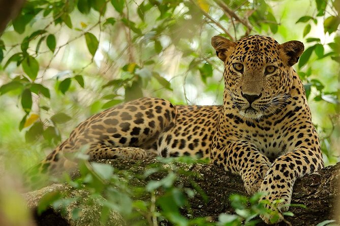 Wilpattu National Park 4-Hours Safari | with Naturalist - Wilpattu National Park and the Willus lakes that steer the whole safari