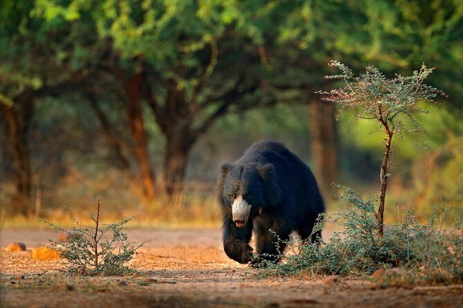 Wilpattu National Park 4-Hours Safari | with Naturalist - Leopards in Wilpattu: great odds, not a guarantee