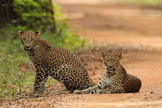 Wilpattu National Park 4-Hours Safari | with Naturalist - Naturalist-guided spotting: what the guide does beyond the windshield