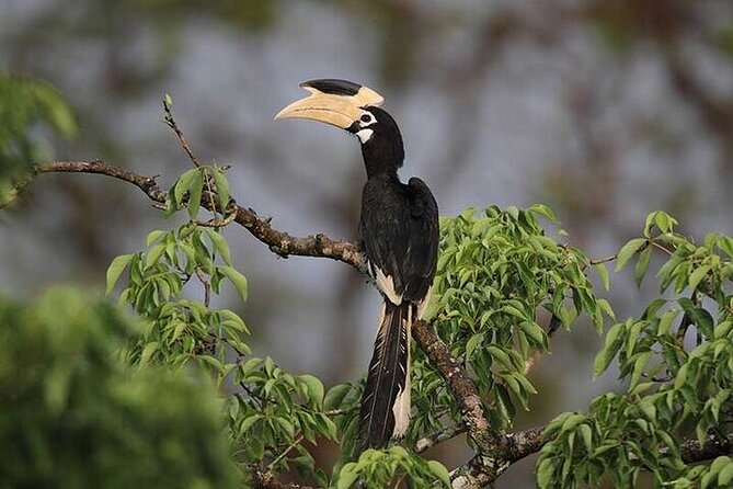 Wilpattu National Park Jeep Safari from Negombo / Waikkal (All Inclusive) - Breakfast, lunch, and water breaks that keep you functional