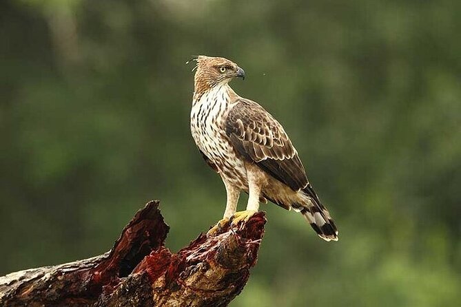 Wilpattu National Park Jeep Safari from Negombo / Waikkal (All Inclusive) - Wildlife highlights: what you’re most likely to hope for