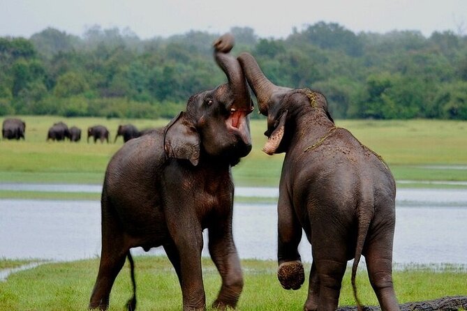 Wilpattu National Park Jeep Safari from Negombo / Waikkal (All Inclusive) - Who this Wilpattu day trip is best for