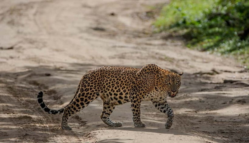 Wilpattu National park: Morning or Afternoon PRIVATE Safari - Key things to know before you go