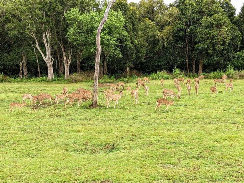 Wilpattu National park: Morning or Afternoon PRIVATE Safari - Private does not mean risk-free: make it worth your 4 hours