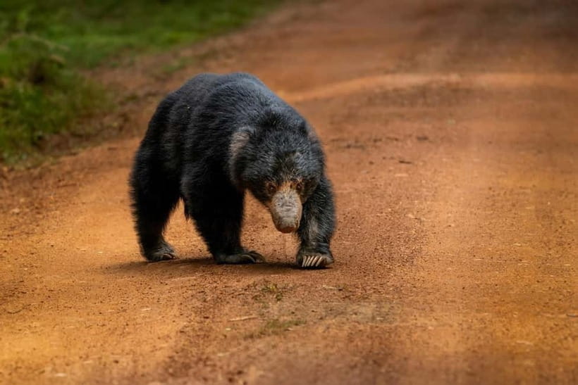 Wilpattu National park: Morning or Afternoon PRIVATE Safari - The money math: $32 sounds low, but tickets are extra