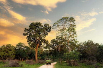 Wilpattu National park: Morning or Afternoon PRIVATE Safari - What you’ll do in those 4 hours (and why the timing matters)