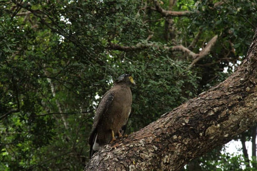 Wilpattu National park: Morning or Afternoon PRIVATE Safari - Hunuwilagama entrance: start strong, ask good questions