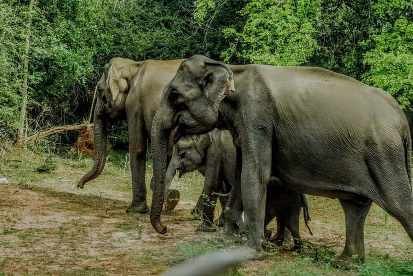 Wilpattu National park: Morning or Afternoon PRIVATE Safari - The wildlife wish list: leopards and sloth bears, realistically