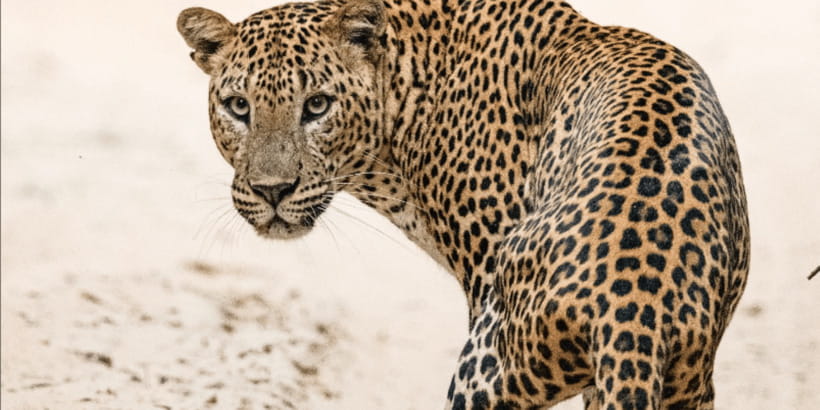 Wilpattu National Park: Morning or Afternoon Safari - Should you book this Wilpattu safari with Tiger Safaris?