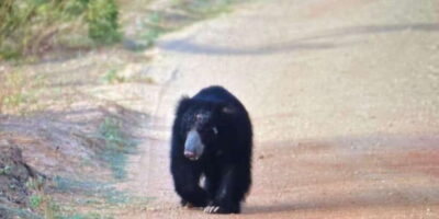 Wilpattu National Park: Morning or Afternoon Safari - Pickup and drop-off: door-to-door convenience from Colombo to North Central