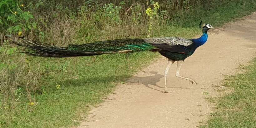 Wilpattu National Park: Morning or Afternoon Safari - Wildlife photography and spotting: tips that match how these safaris work