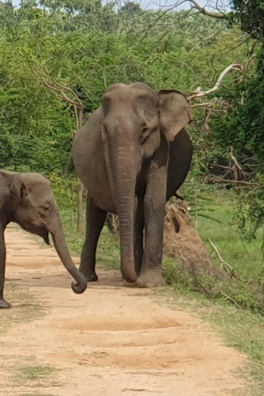 Wilpattu National Park: Morning or Afternoon Safari - Rules and comfort: who this safari fits best