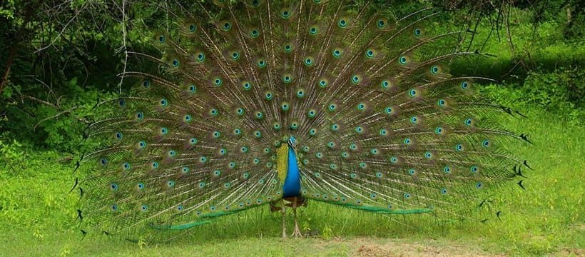 Wilpattu National Park Safari Guided by NATURALIST / RANGER - Quick takeaways before you go