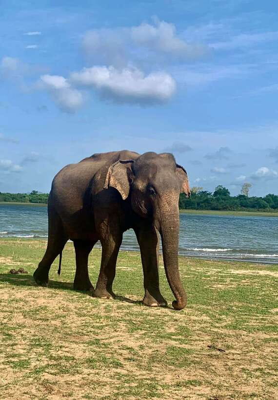 Wilpattu National Park Safari Guided by NATURALIST / RANGER - Wilpattu safari by naturalist/ranger: what you’re really buying