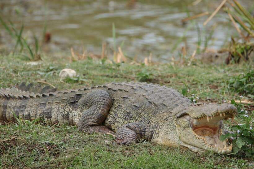 Wilpattu National Park Safari Guided by NATURALIST / RANGER - Inside Wilpattu: lakes, forest tracks, and why stops matter