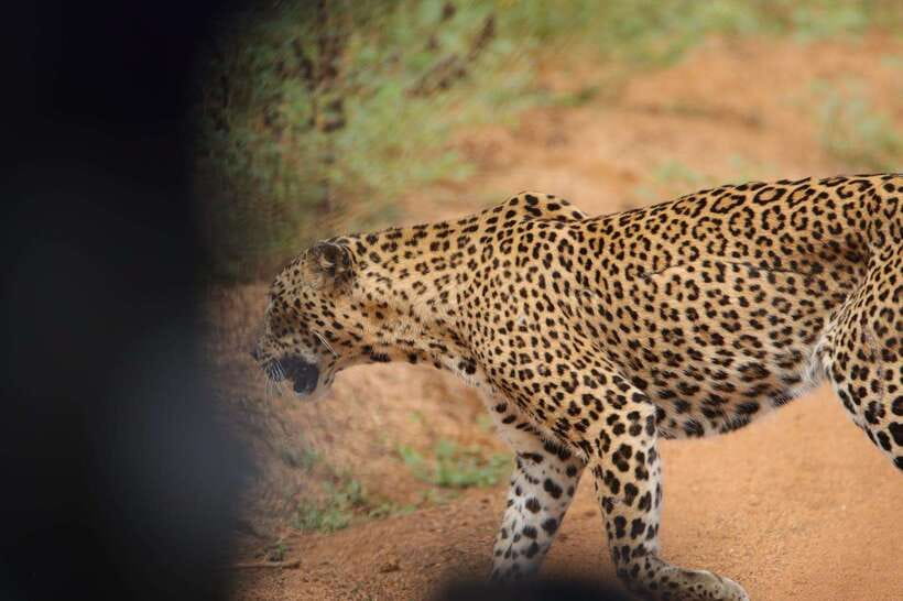 Wilpattu National Park Safari Guided by NATURALIST / RANGER - Wildlife targets: leopards, sloth bears, elephants, and the real odds