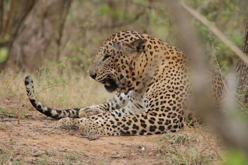 Wilpattu National Park Safari Guided by NATURALIST / RANGER - The guide experience: what a good naturalist/ranger changes